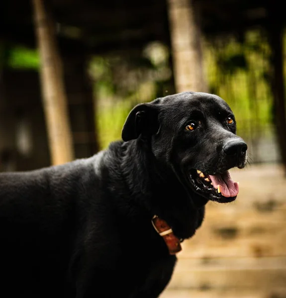 背景がぼやけた可愛い黒のコンパニオン犬のクローズアップ — ストック写真