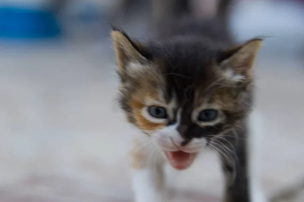 Blurred Shot Cute Meowing Kitten — Stock Photo, Image