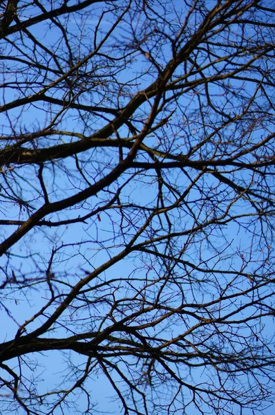 Вертикальный Снимок Ветвей Деревьев Ясного Голубого Неба — стоковое фото