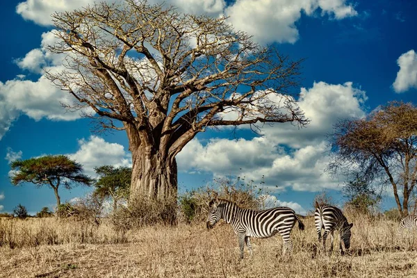 Champ Couvert Verdure Entouré Zèbres Sous Lumière Soleil Ciel Bleu — Photo