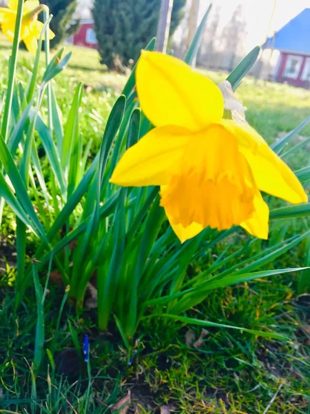 Gros Plan Une Belle Fleur Narcisse Jaune Sur Fond Flou — Photo