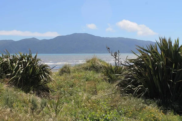 Westkust Met Veel Plantages Nieuw Zeeland — Stockfoto