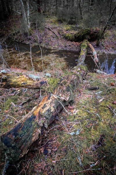 昼間の森の中の木々や茂みに囲まれた小さな川の垂直写真 — ストック写真