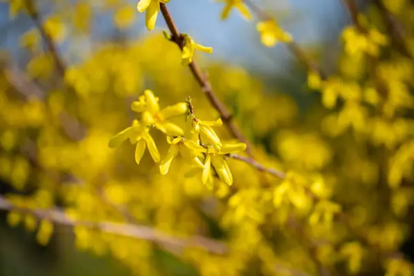 Detailní Záběr Větve Žlutými Květy — Stock fotografie