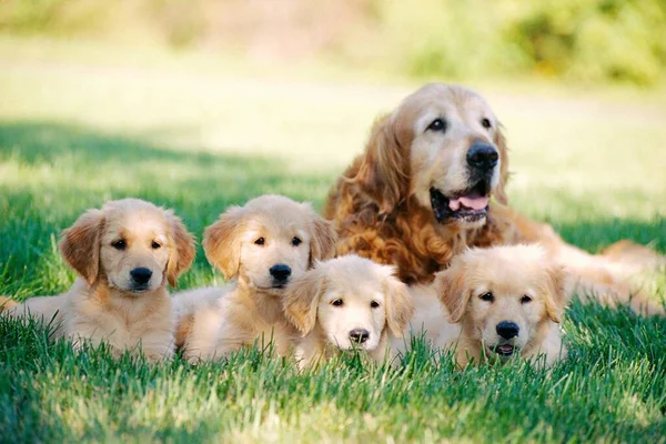 Shallow Focus Shot Old Golden Retriever Four Puppies Resting Grass — Stock Photo, Image
