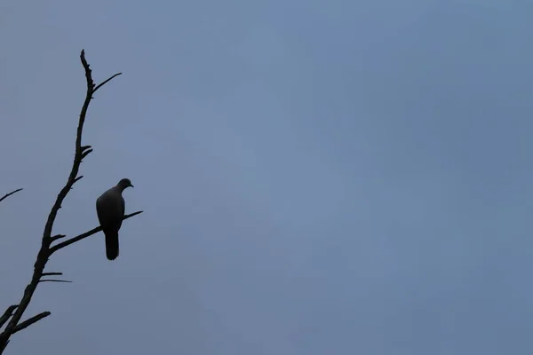 Ângulo Baixo Close Tiro Pássaro Sentado Galhos Árvores Nuas Sob — Fotografia de Stock