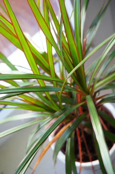 Primer Plano Vertical Las Hojas Una Planta Exótica Una Maceta — Foto de Stock