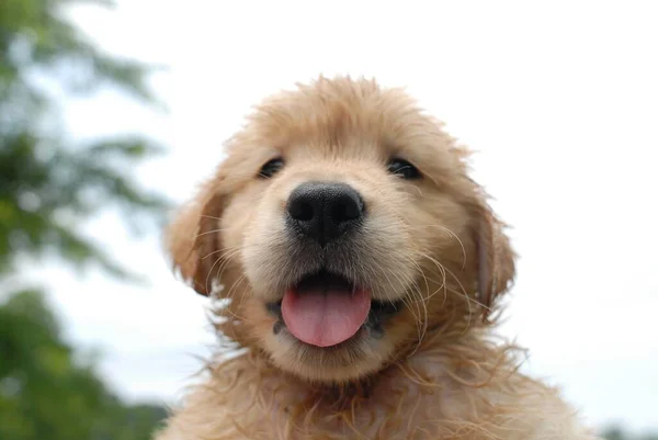 Closeup Shot Cute Golden Retriever Puppy Curiously Looking Camera Blurred — Stock Photo, Image