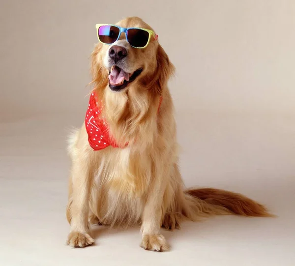 Schöne Aufnahme Eines Golden Retrievers Mit Cooler Sonnenbrille Und Rotem — Stockfoto