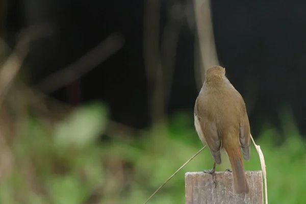 Eine Nahaufnahme Selektive Fokusaufnahme Eines Vogels Auf Holz Mit Grün — Stockfoto