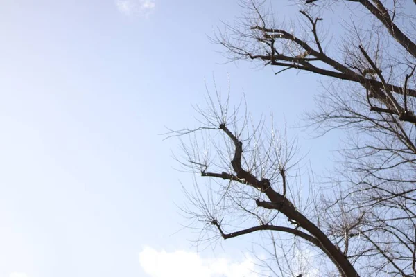 在晴朗的蓝天下拍摄的裸树特写 完美的背景 — 图库照片