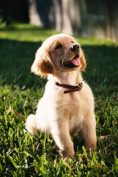 Shallow Focus Vertical Shot Cute Golden Retriever Puppy Sitting Grass — Stock Photo, Image