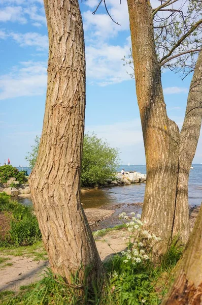 의나무 해변에서 사격을 — 스톡 사진