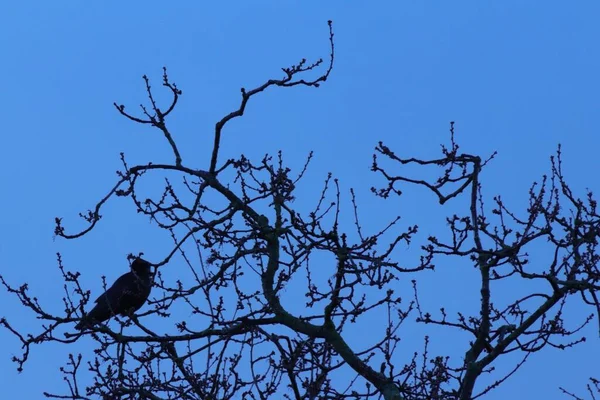 나뭇가지에 새들의 모습을 가까이 — 스톡 사진