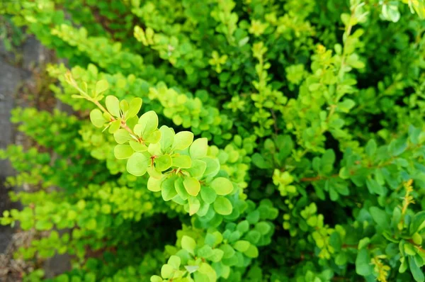 Detailní Záběr Rostliny Zelenými Listy Skvělé Pozadí — Stock fotografie