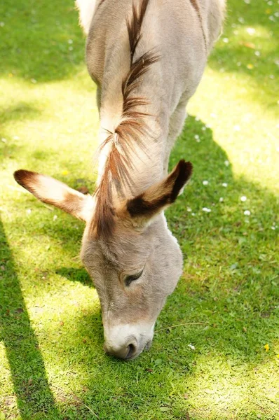 Plan Vertical Pâturage Burro Dans Jardin — Photo