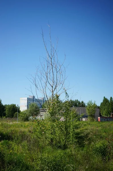 Vertikal Bild Ett Träd Omgiven Andra Framför Byggnad — Stockfoto