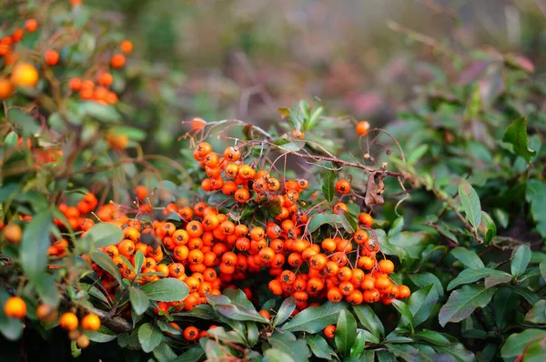 Tiro Foco Seletivo Arbusto Winterberries Com Fundo Borrado — Fotografia de Stock