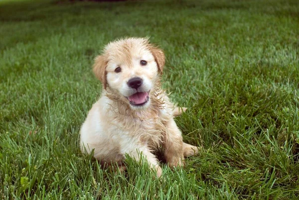 Tiro Foco Raso Filhote Cachorro Golden Retriever Molhado Sentado Chão — Fotografia de Stock