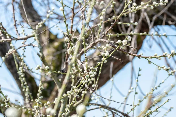 Colpo Fuoco Selettivo Albero Con Fiori Che Sbocciano — Foto Stock