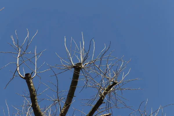 Close Árvores Nuas Sob Céu Azul Claro Perfeito Para Fundo — Fotografia de Stock