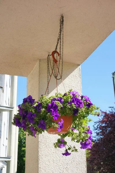 Vertical Shot Purple Flowers Bowl Hanging Ceiling — Stock Photo, Image