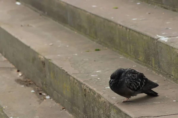 Een Hoge Hoek Opname Van Een Zwarte Duif Die Een — Stockfoto