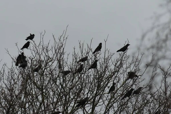 Plan Rapproché Angle Bas Oiseaux Assis Sur Des Branches Arbres — Photo