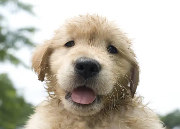 Een Close Van Een Schattige Golden Retriever Puppy Nieuwsgierig Kijkend — Stockfoto