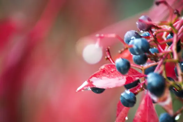 Een Selectieve Focus Shot Van Wilde Bessen Met Een Wazige — Stockfoto