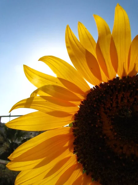 マルタの美しい黄色の花びらのひまわりのクローズアップ — ストック写真