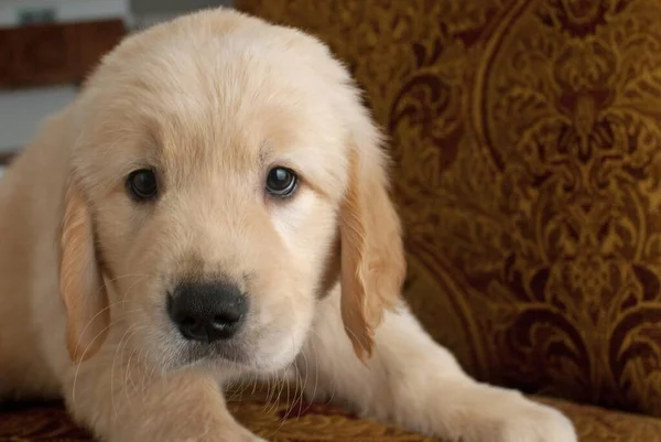 Close Filhote Cachorro Golden Retriever Bonito Descansando Sofá Enquanto Curiosamente — Fotografia de Stock