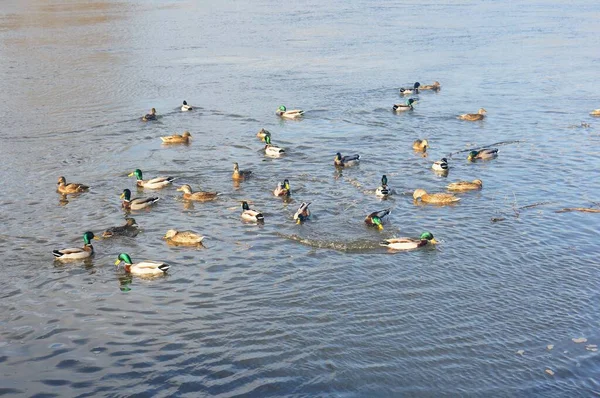 Beautiful Shot Ducks Swimming Water Sunny Day — Stock Photo, Image