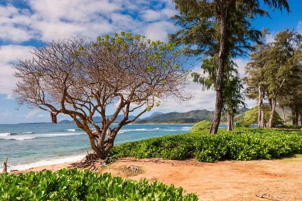 Uno Splendido Scenario Sacco Piante Tropicali Verdi Circondate Alte Montagne — Foto Stock