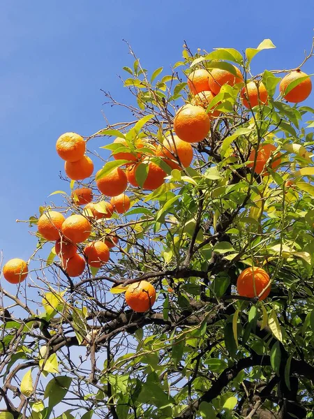 晴れた日に木の上で成長するオレンジの垂直低角度ショット — ストック写真