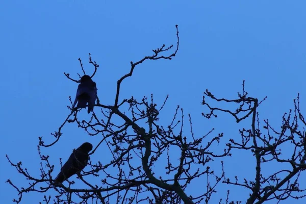 Closeup Low Angle Shot Birds Sitting Bare Tree Branches Blue — Stock Photo, Image