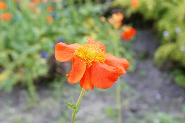 Крупный План Высушенный Оранжевый Цветок Размытым Фоном — стоковое фото