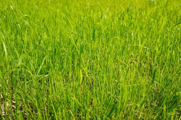 Closeup Shot Green Fresh Lawn Sunny Day — Stock Photo, Image