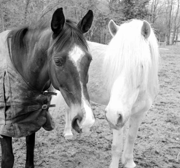 Gråskala Närbild Svarta Och Vita Hästar Ett Fält Med Suddig — Stockfoto