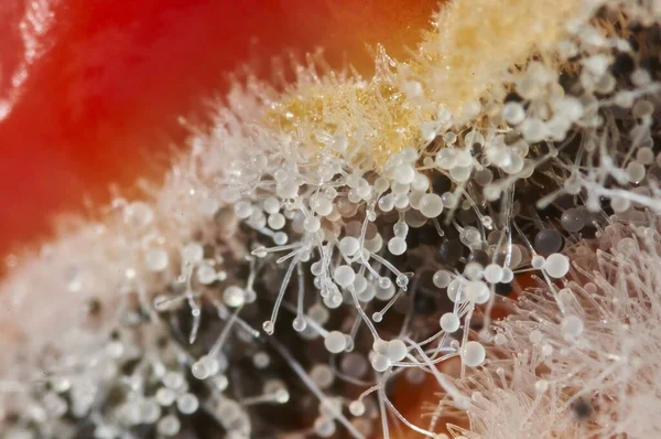 Ein Selektiver Fokusschuss Von Pilz Auf Eine Rote Paprika — Stockfoto
