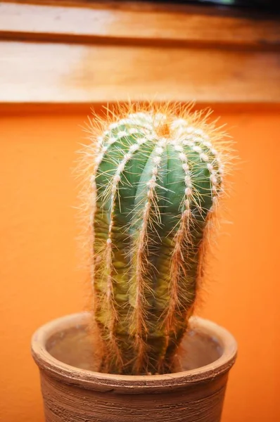 Plan Vertical Petit Cactus Dans Pot Fleurs — Photo