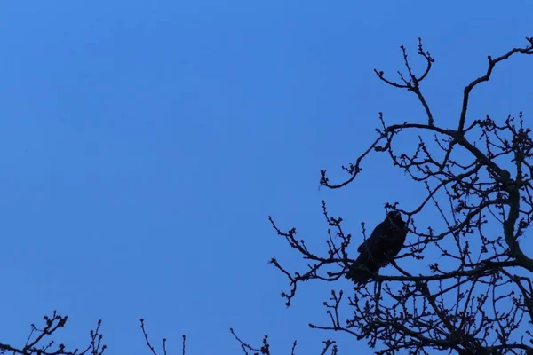 青い空の下で裸の木の枝に座っている鳥のクローズアップ角度ショット — ストック写真
