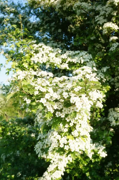 Tiro Vertical Arbusto Alto Com Flores Brancas — Fotografia de Stock
