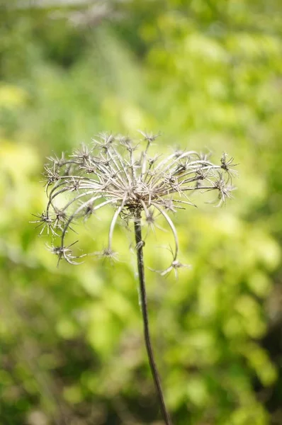 Een Zachte Focus Shot Van Een Gedroogde Bloem Tegen Een — Stockfoto