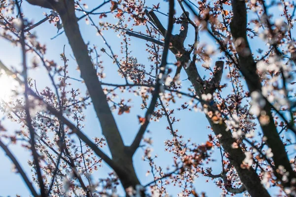 Tiro Foco Seletivo Uma Árvore Com Flores Ótimo Para Fundo — Fotografia de Stock