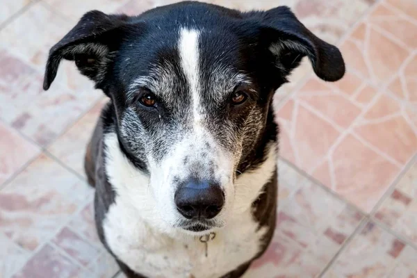 Tiro Close Cão Preto Branco Com Uma Cara Gentil — Fotografia de Stock
