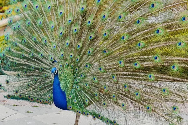 Closeup Shot Beautiful Blue Peacock Gorgeous Opened Tail — Stock Photo, Image