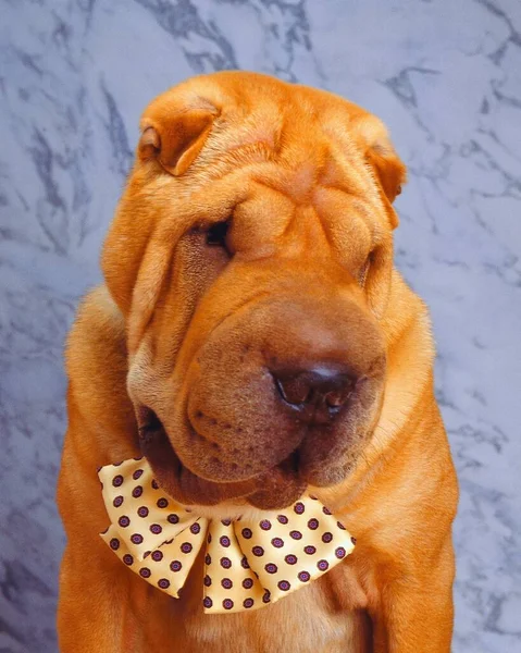 Närbild Bild Söt Shar Pei Hund Bär Fluga Med Suddig — Stockfoto