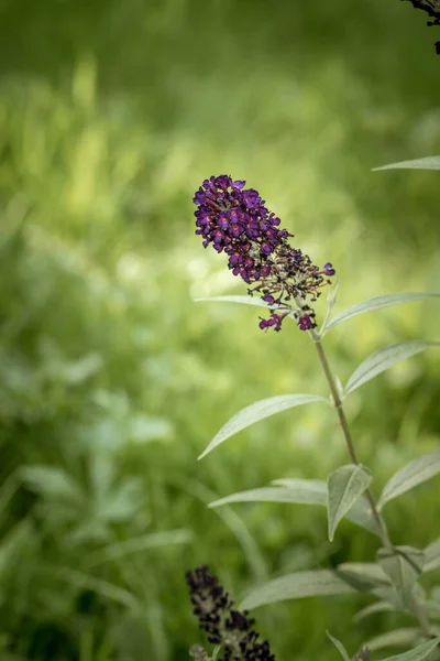 Pionowe Zbliżenie Buddleja Davidii Polu Pod Sunlight Rozmytym Tłem — Zdjęcie stockowe