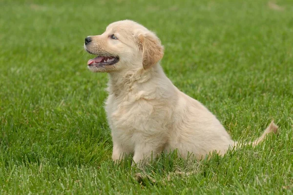 Tiro Foco Raso Filhote Cachorro Golden Retriever Bonito Sentado Chão — Fotografia de Stock